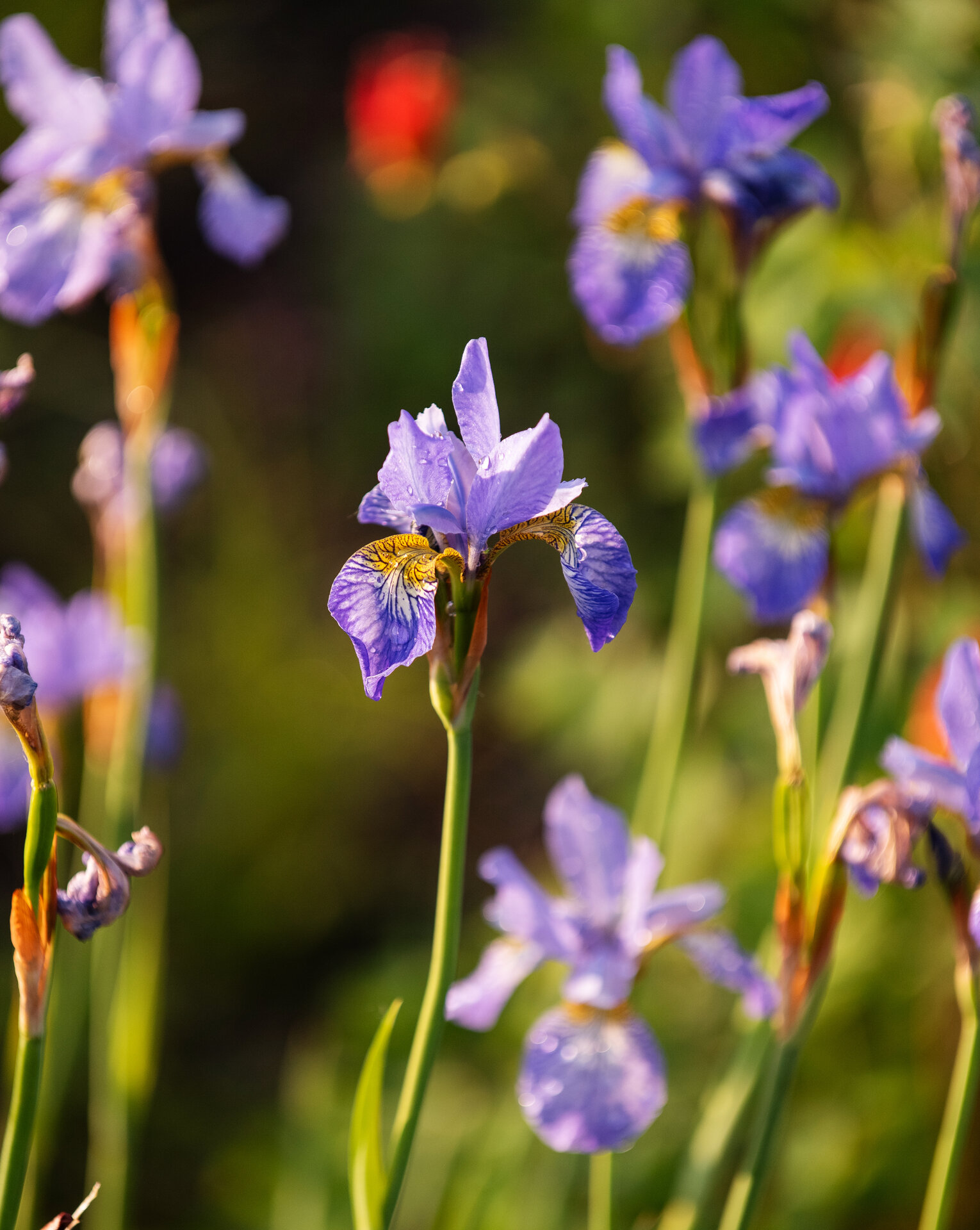 Iris sibirica 'Perry's Blue'